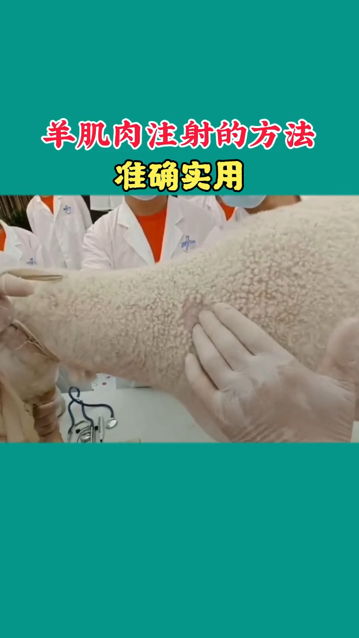 农村养羊人羊肌肉注射的方法准确实用新手老手必学