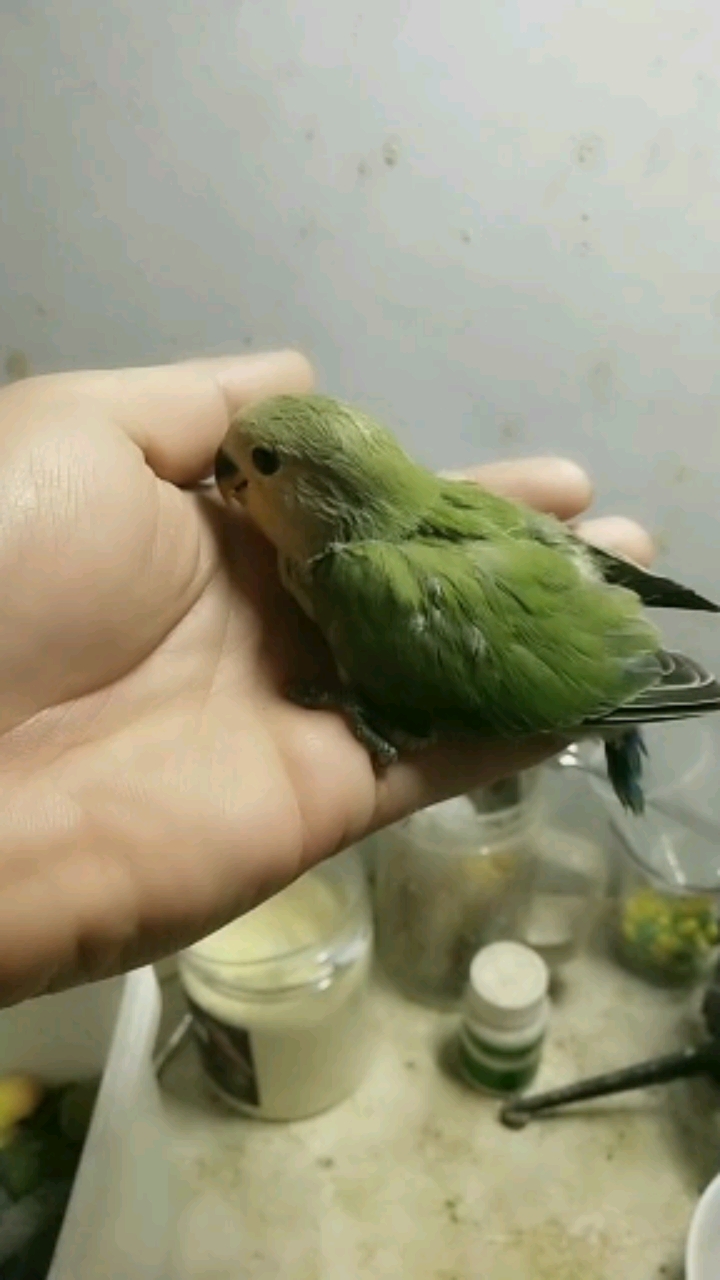 手养绿金面小骚公!