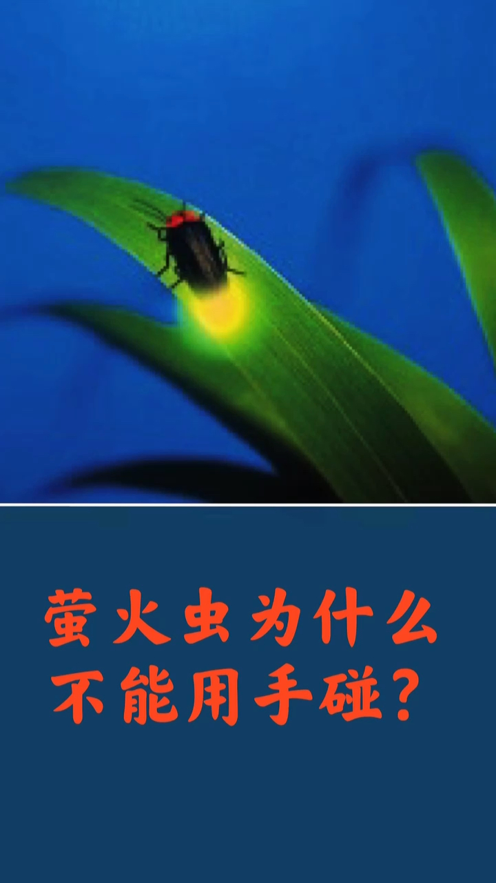 珍爱生命萤火虫为什么不能用手碰