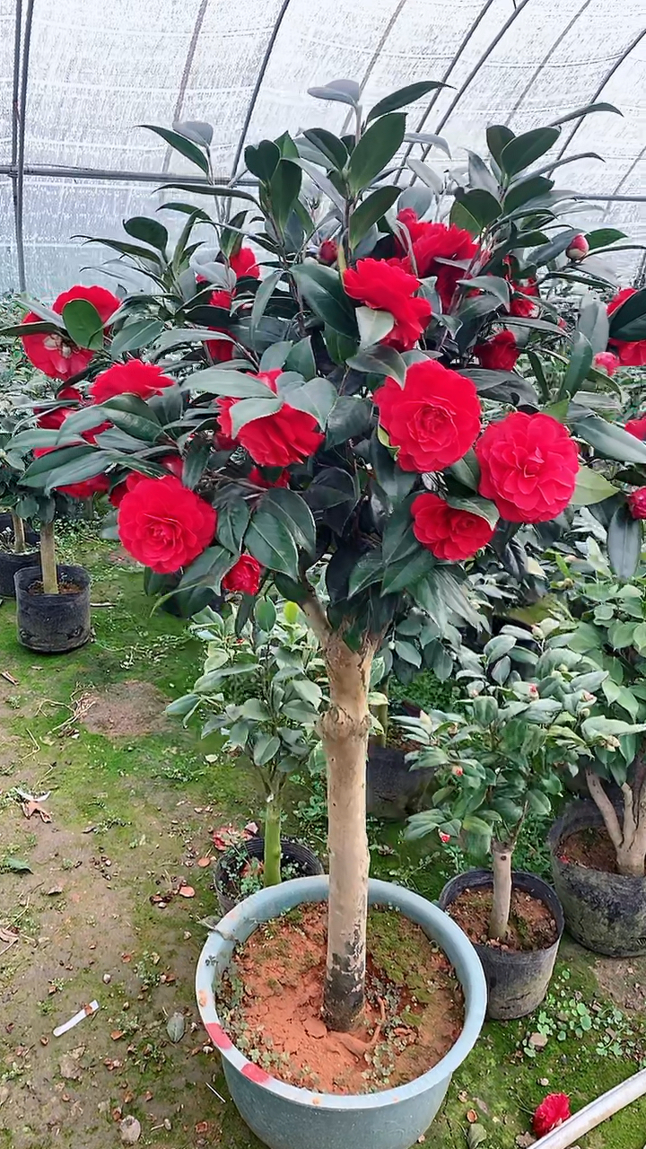 茶花#高杆树桩茶花,伯拜范花开爆树!-度小视