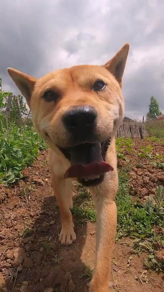 狗#土狗大黄!不是秋田,也不是柴犬