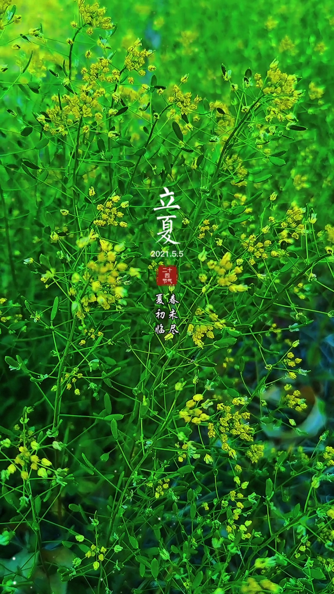 立夏:绿色主茂,见者:吉祥安康,顺意发达.