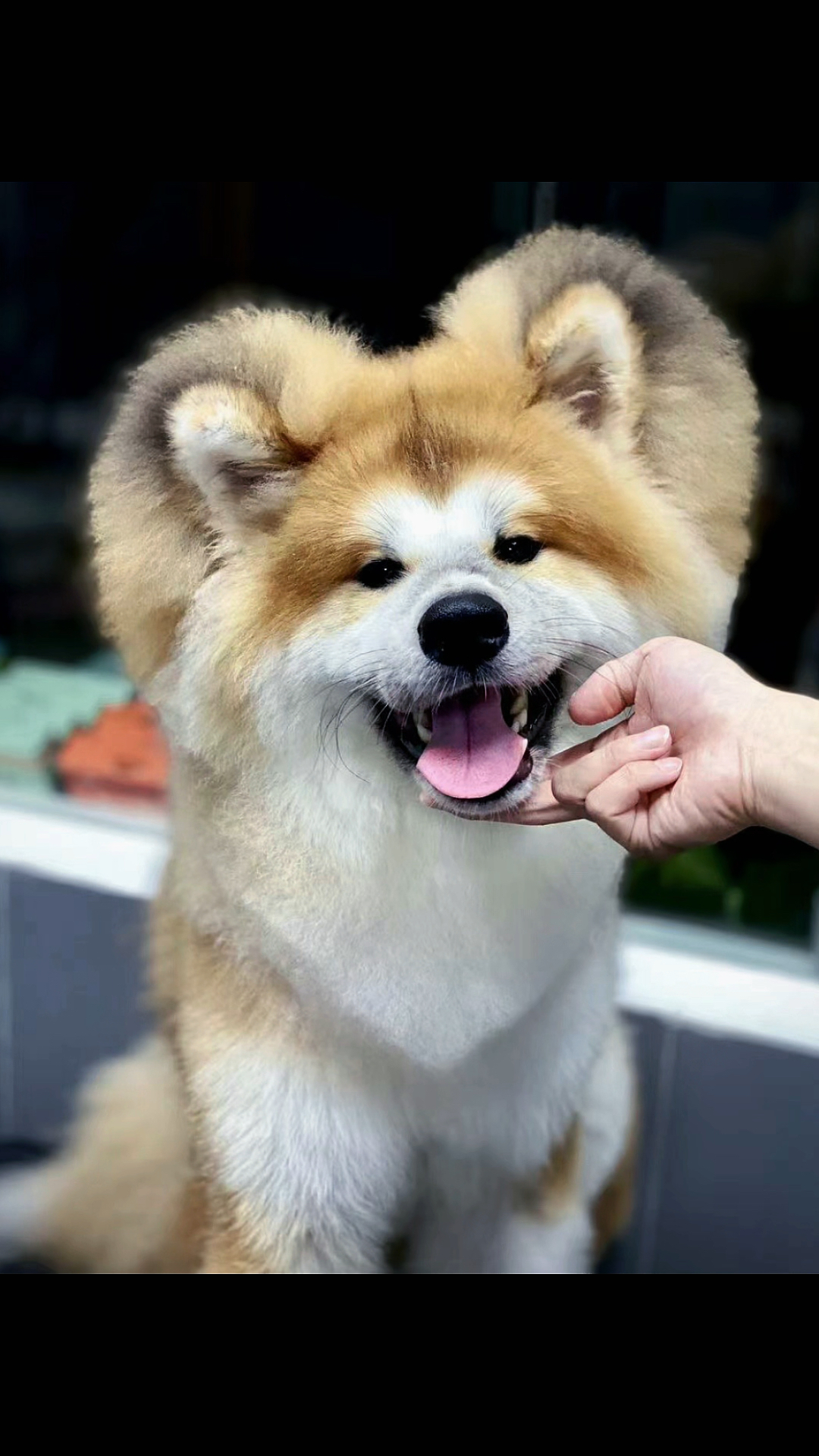 长毛秋田犬#论发型对狗子的重要性,活捉一只米老鼠款秋田犬[阴险]