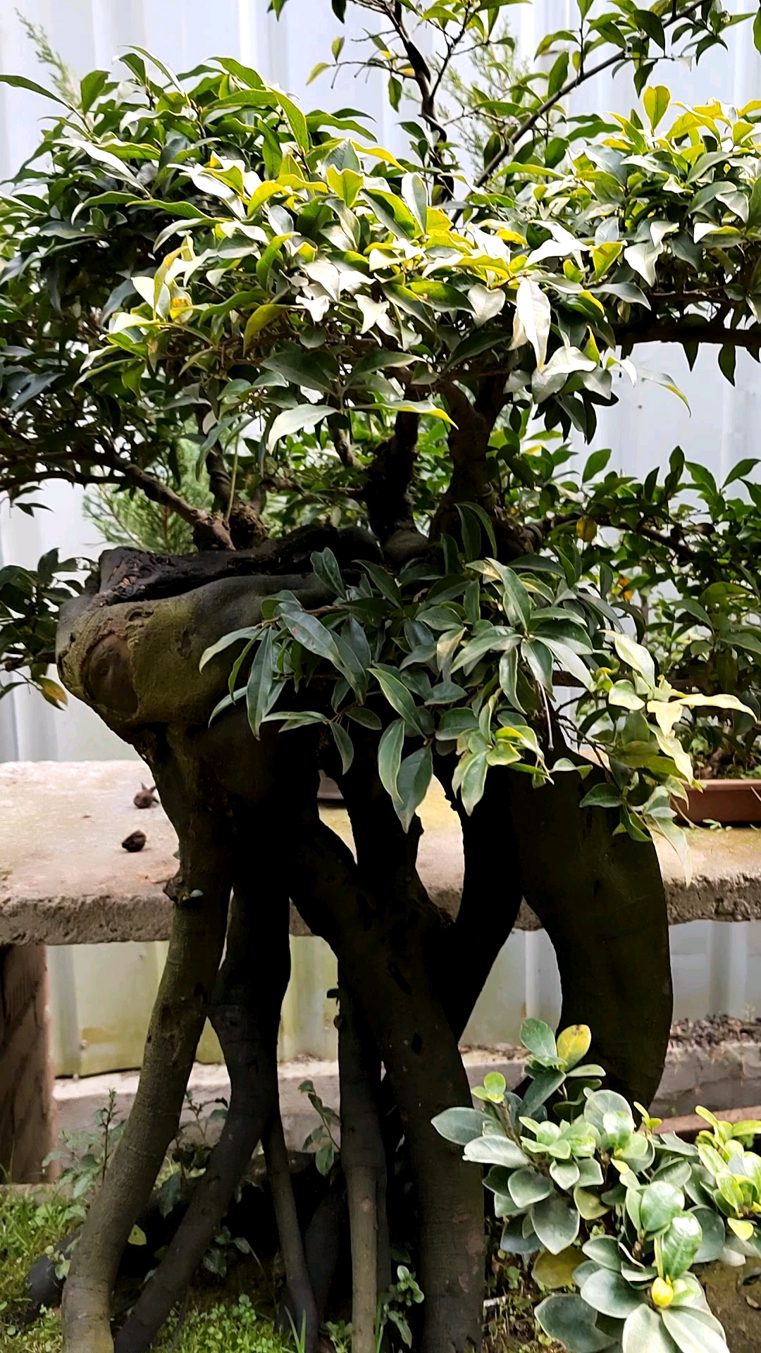 盆景#金弹子丛林矮霸,长势旺胜,匠心之作