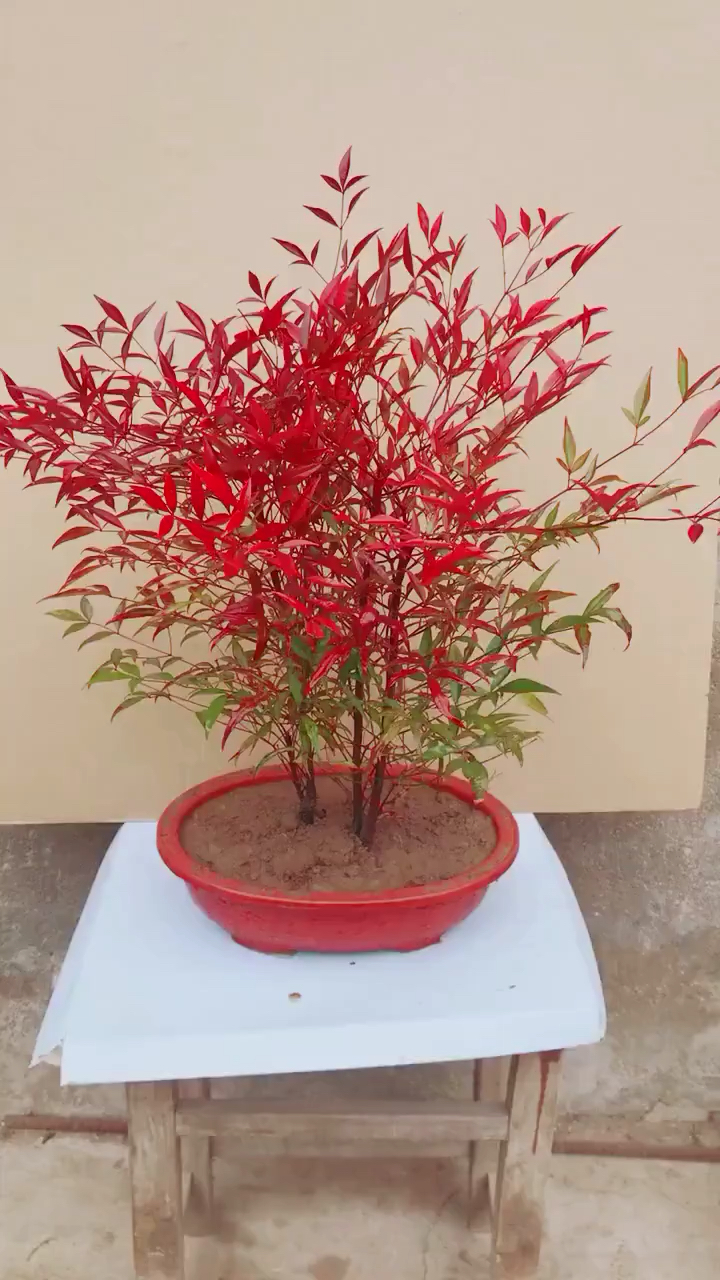 上过南天的竹子,你们知道是哪里吗?