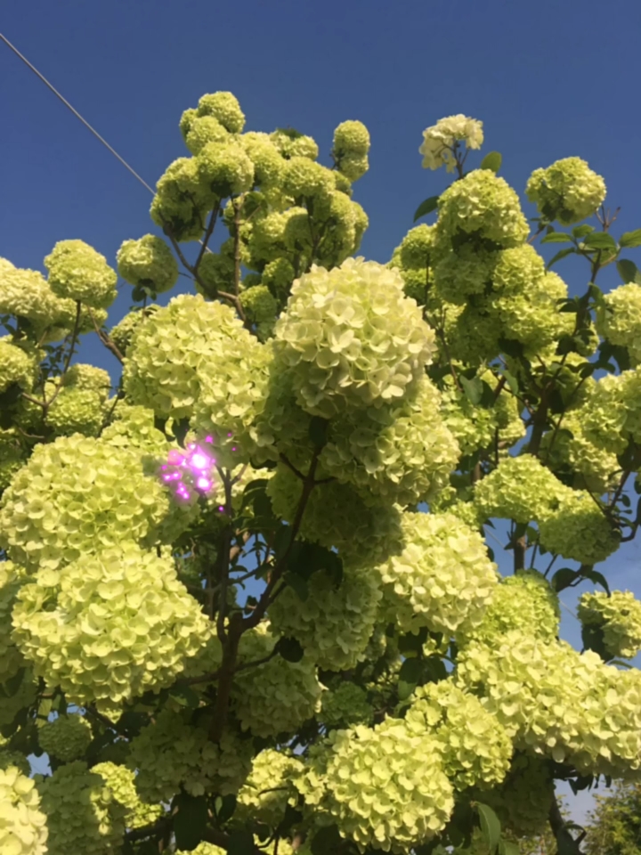 名贵花树中华木绣球又名斗球,耐寒耐旱南北方都可以栽植