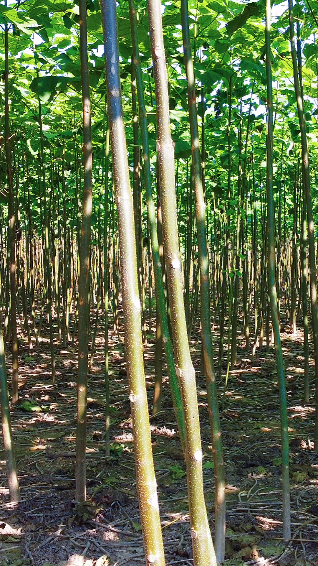 一年生泡桐苗成活率高!