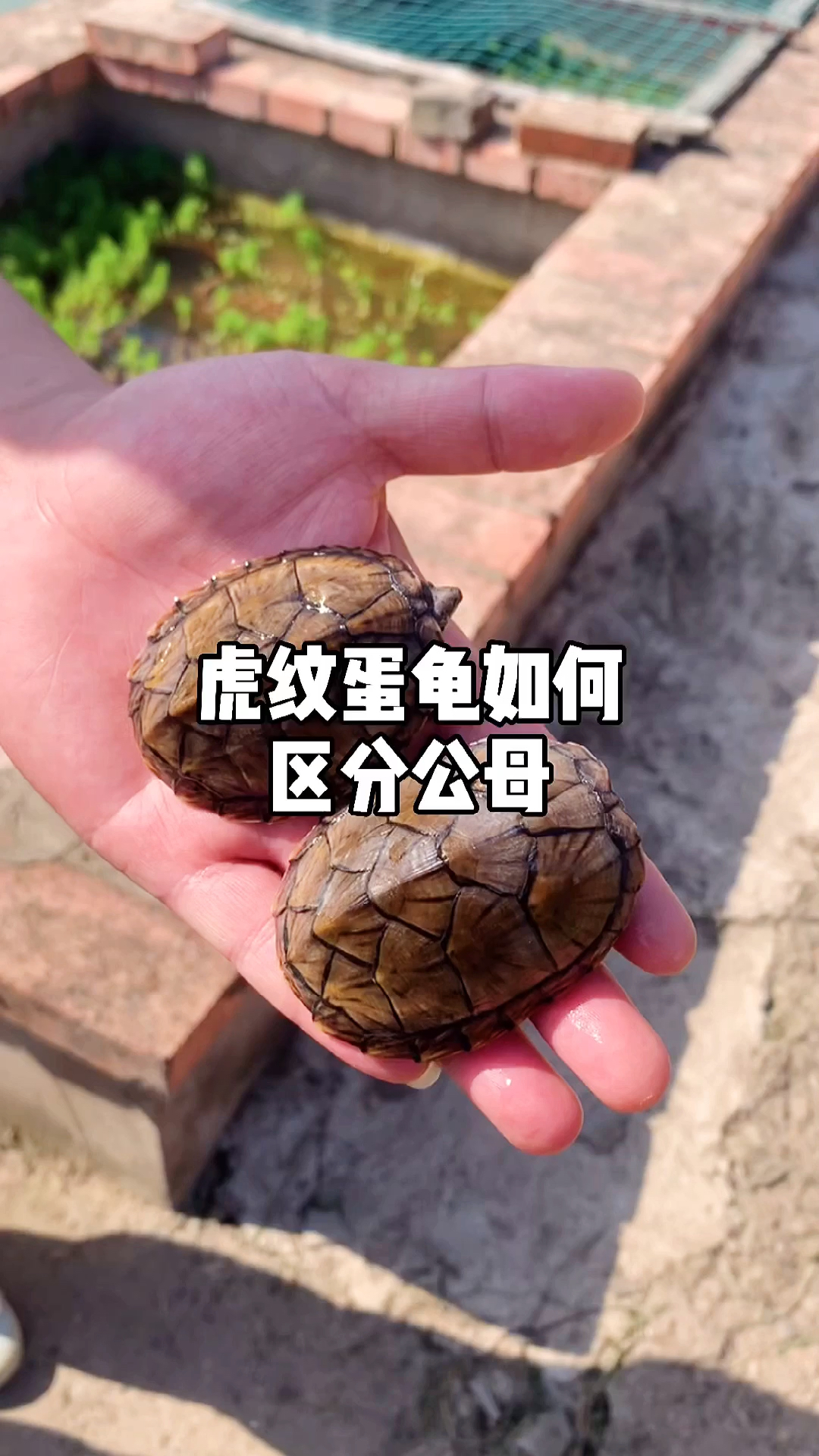 虎纹麝香龟#虎纹蛋龟如何区分公母-龟谷鳖老-度小视