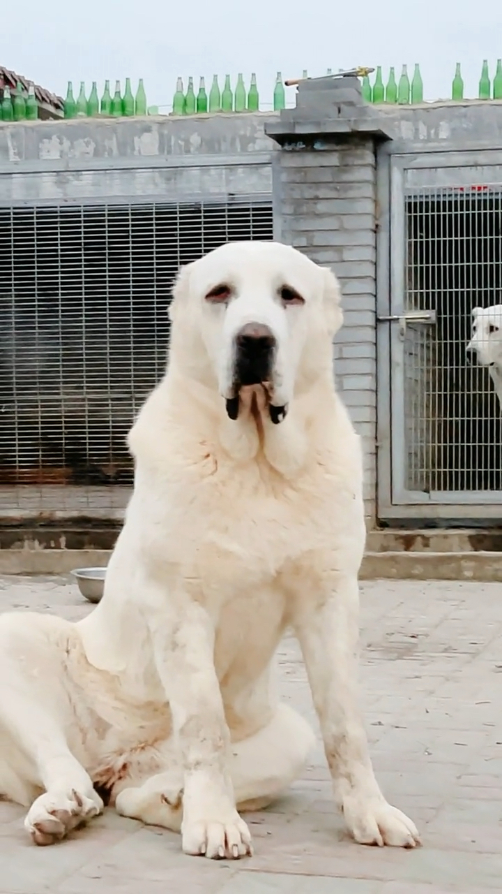 中亚牧羊犬肩高94公分的大母