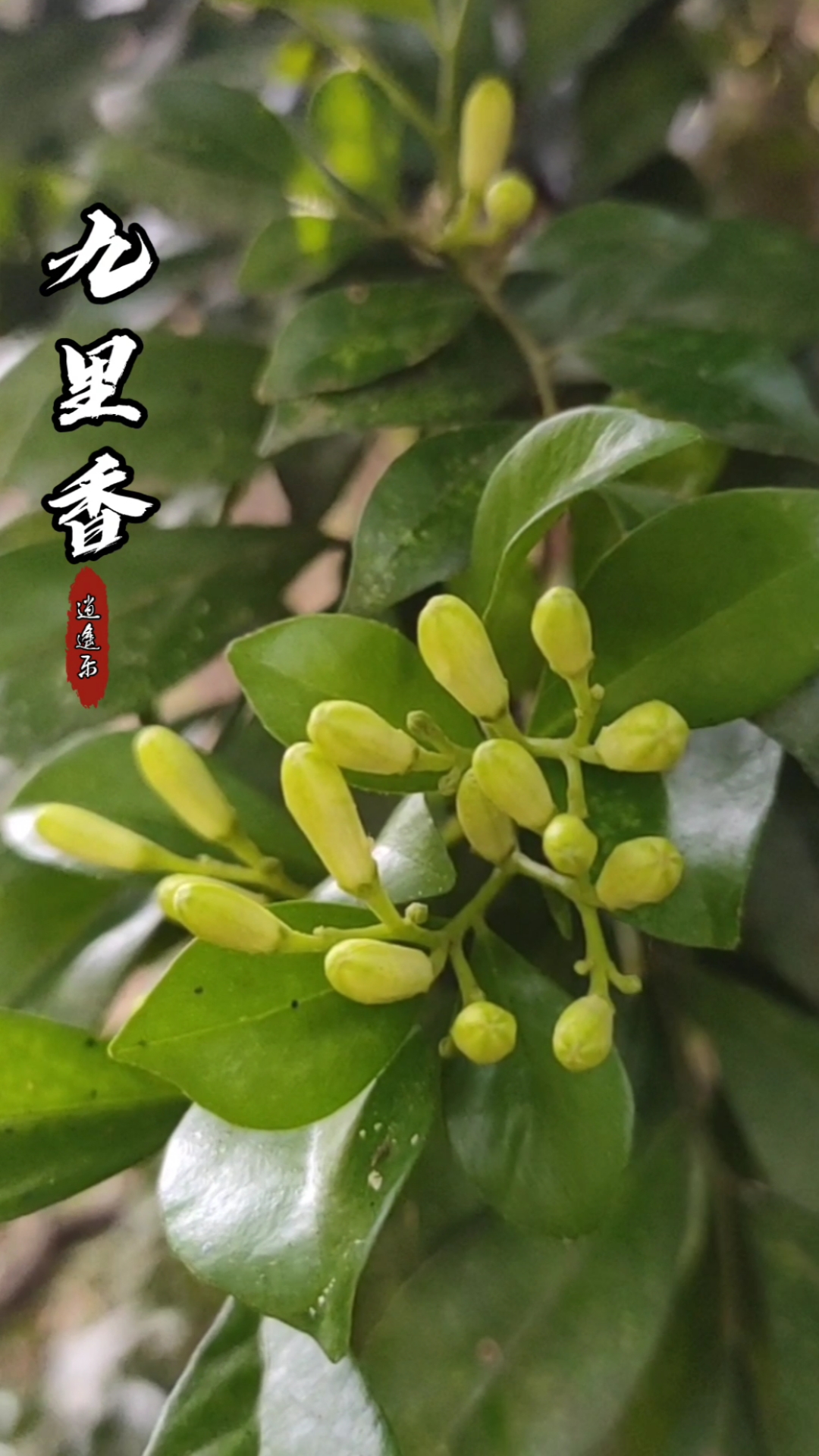 認識中草藥#百草中藥之九里香,芸香科常綠灌木植物,觀賞與入藥兩用