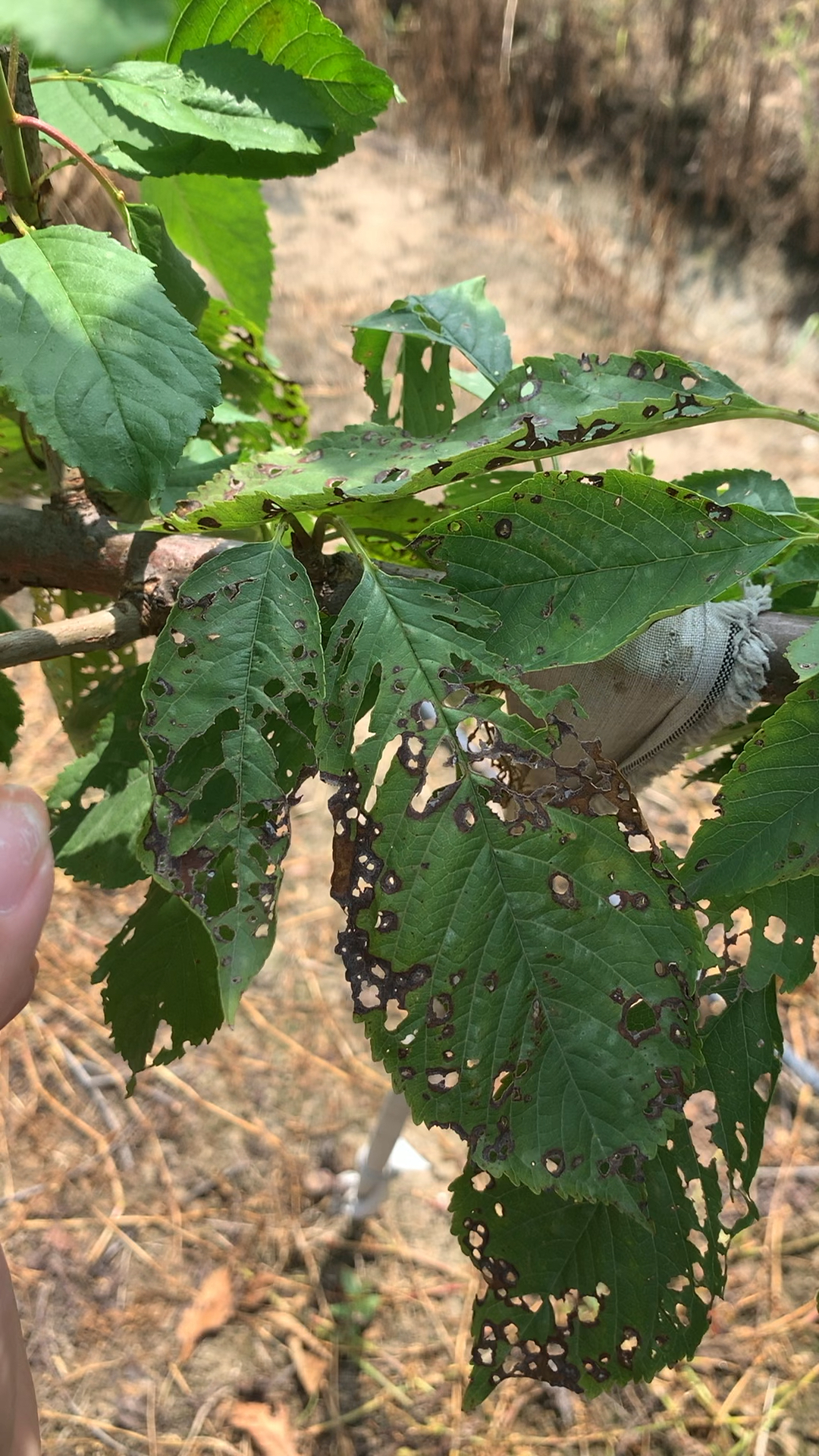 大樱桃树褐斑穿孔病如何防治-度小视