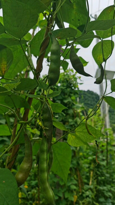 我的胜利果?