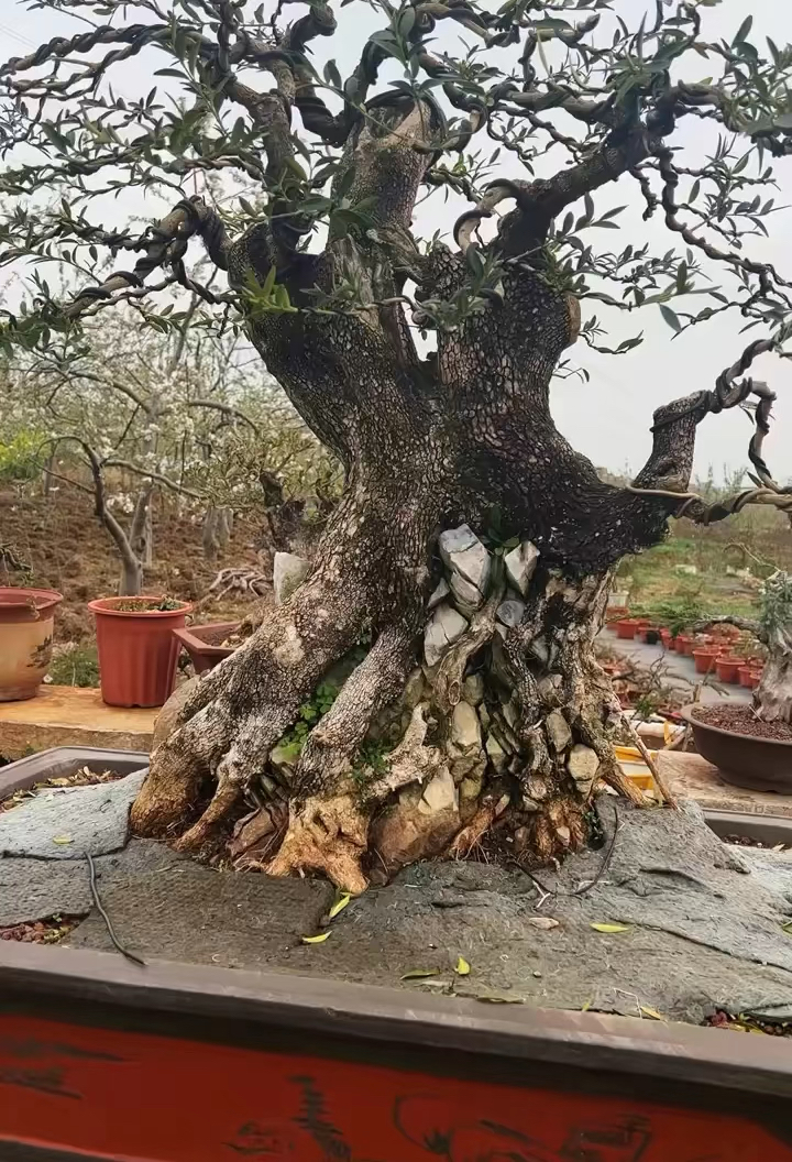 龙鳞黑珍珠黄杨原产地图片