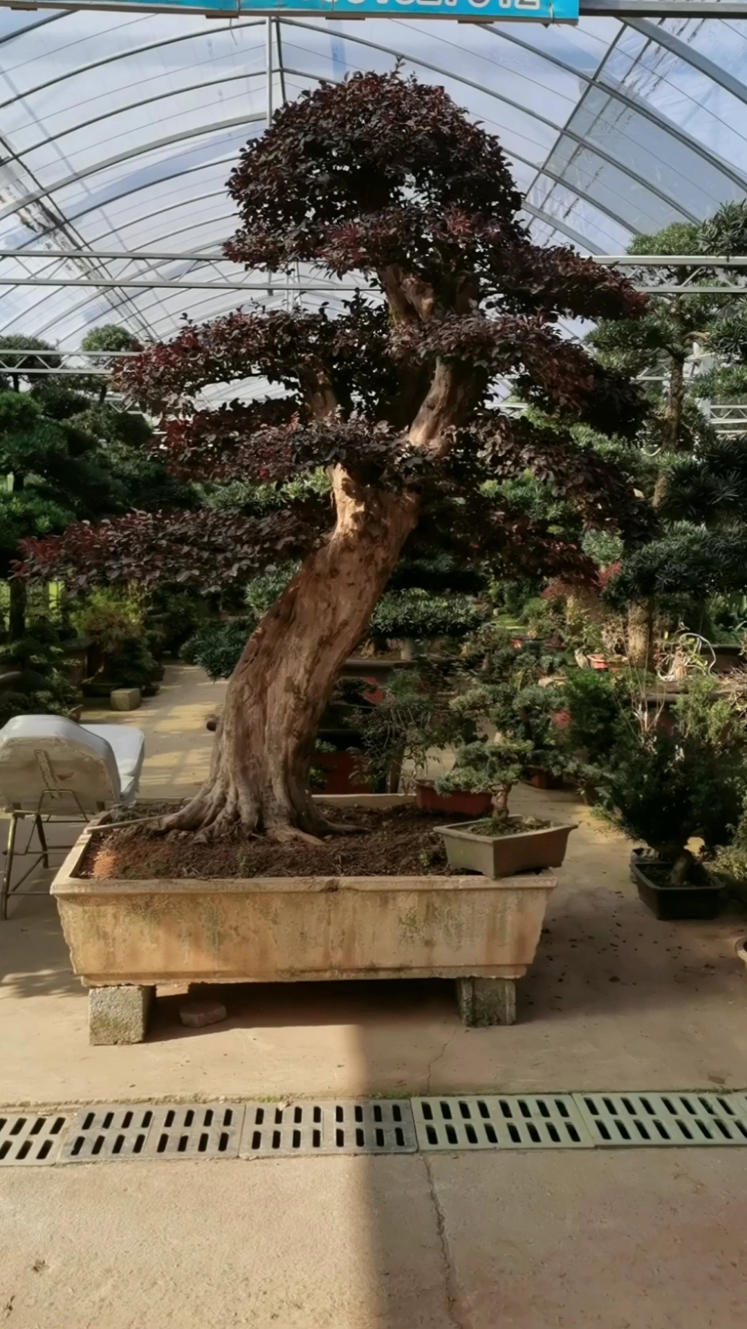 庭院别墅摆放红花继木古桩