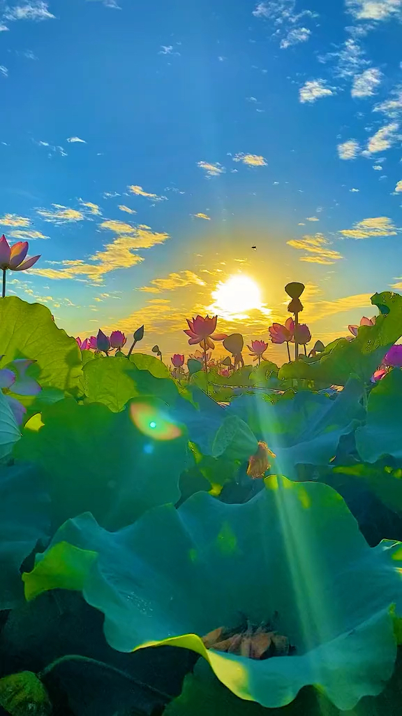 手机摄影荷花池边拍的太美了