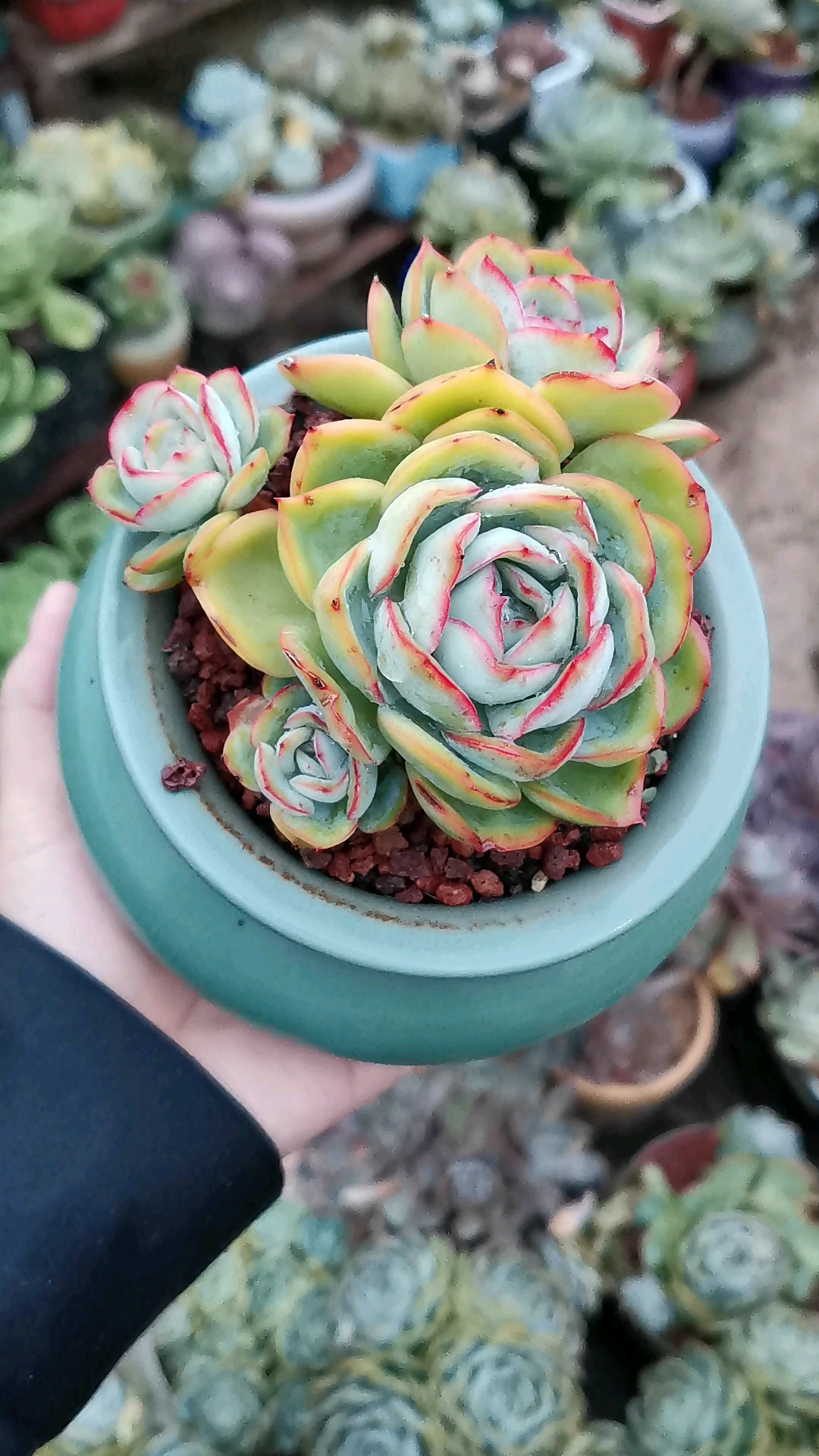 晨露算不算小精品,小小的美美的.还是个小粗老桩.