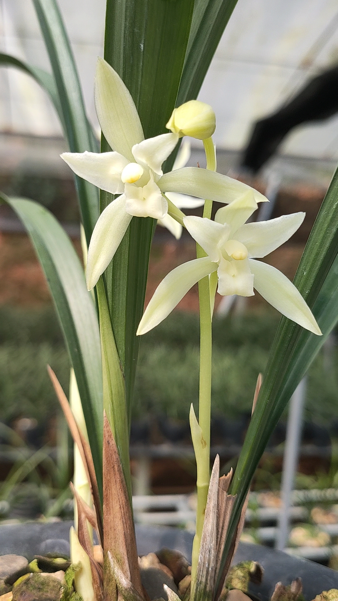 雪玉三星开了,漂亮,越冷越白