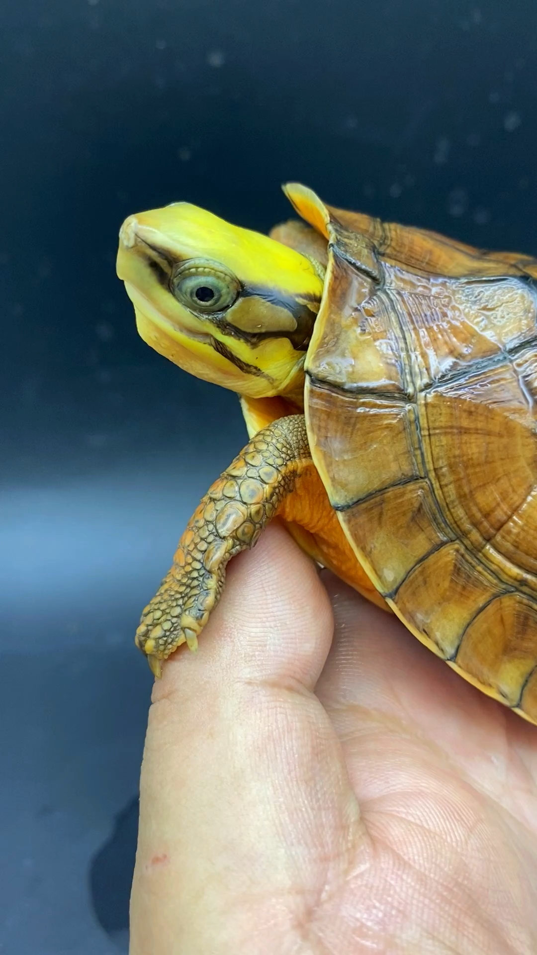 好漂亮的海南种金钱龟