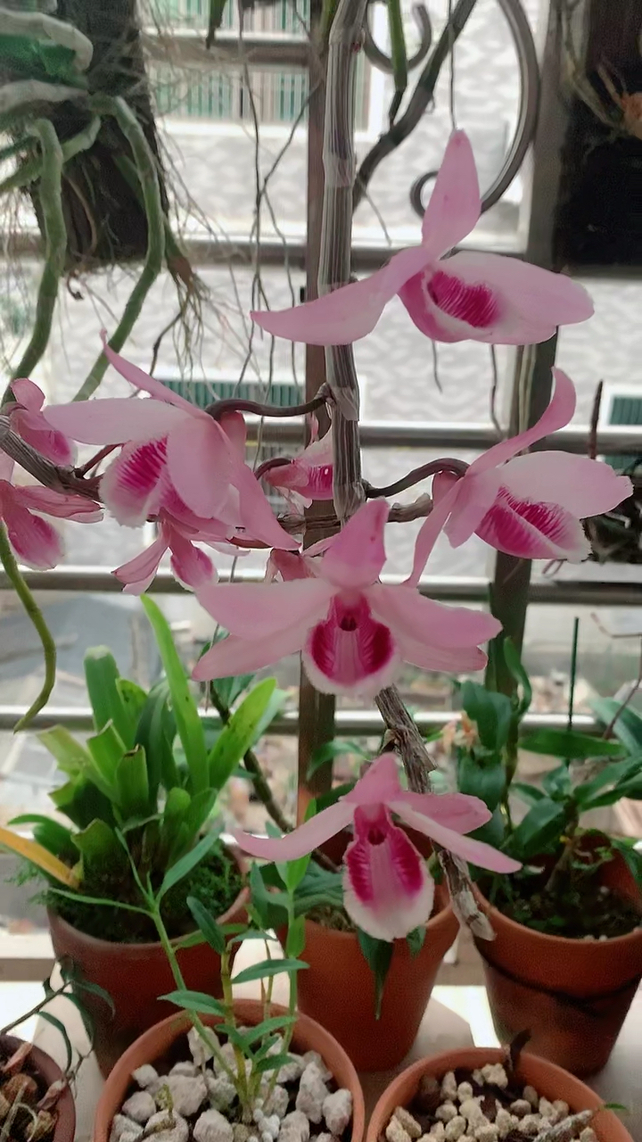 石斛记#檀香石斛