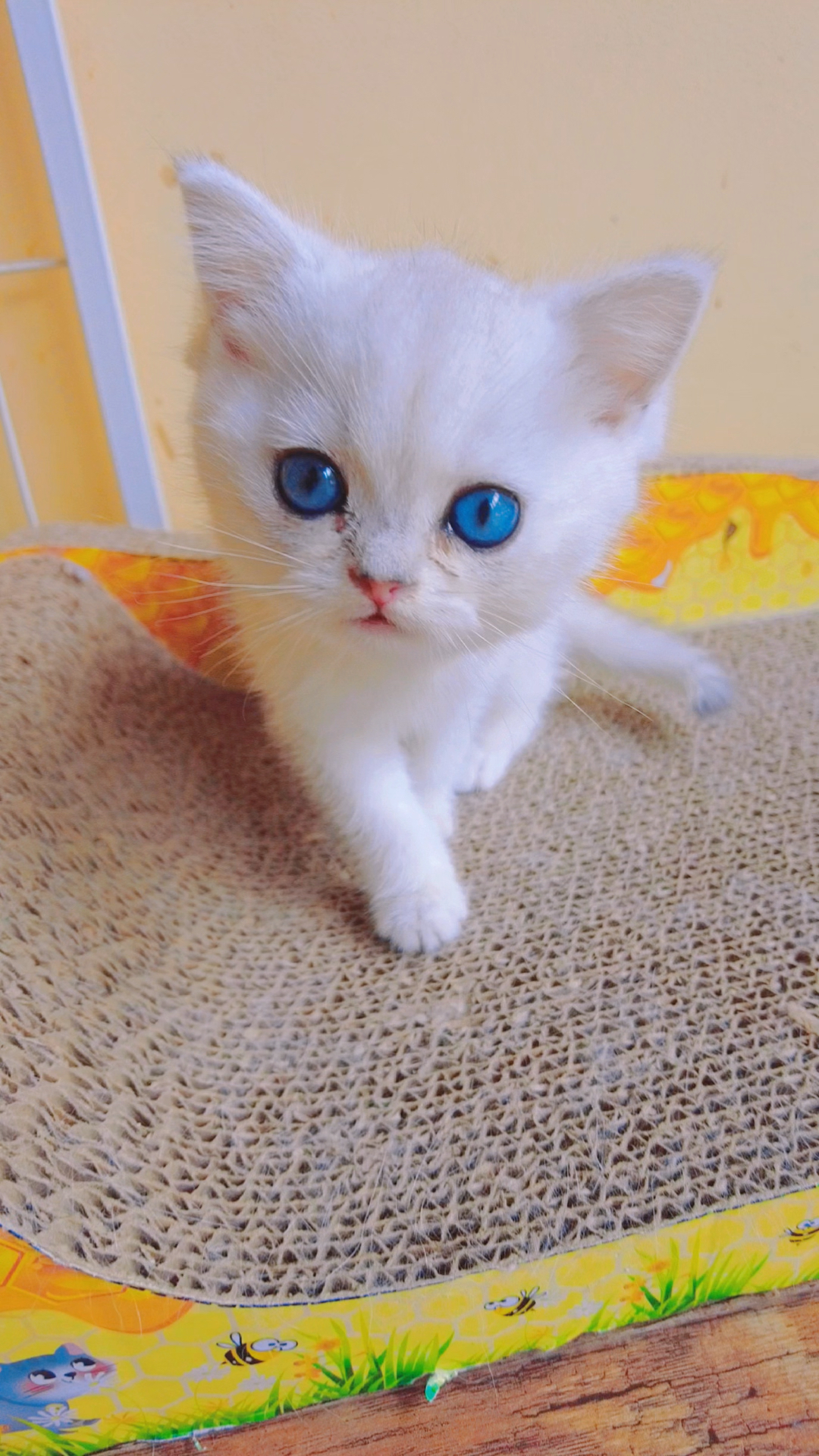 小奶猫#我的眼睛好看吗?你们喜欢吗?