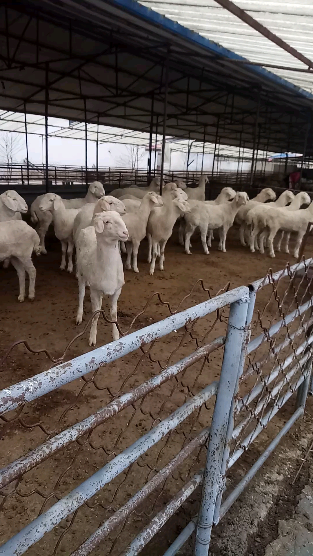小尾寒羊养殖场,全国发货,一只也发货