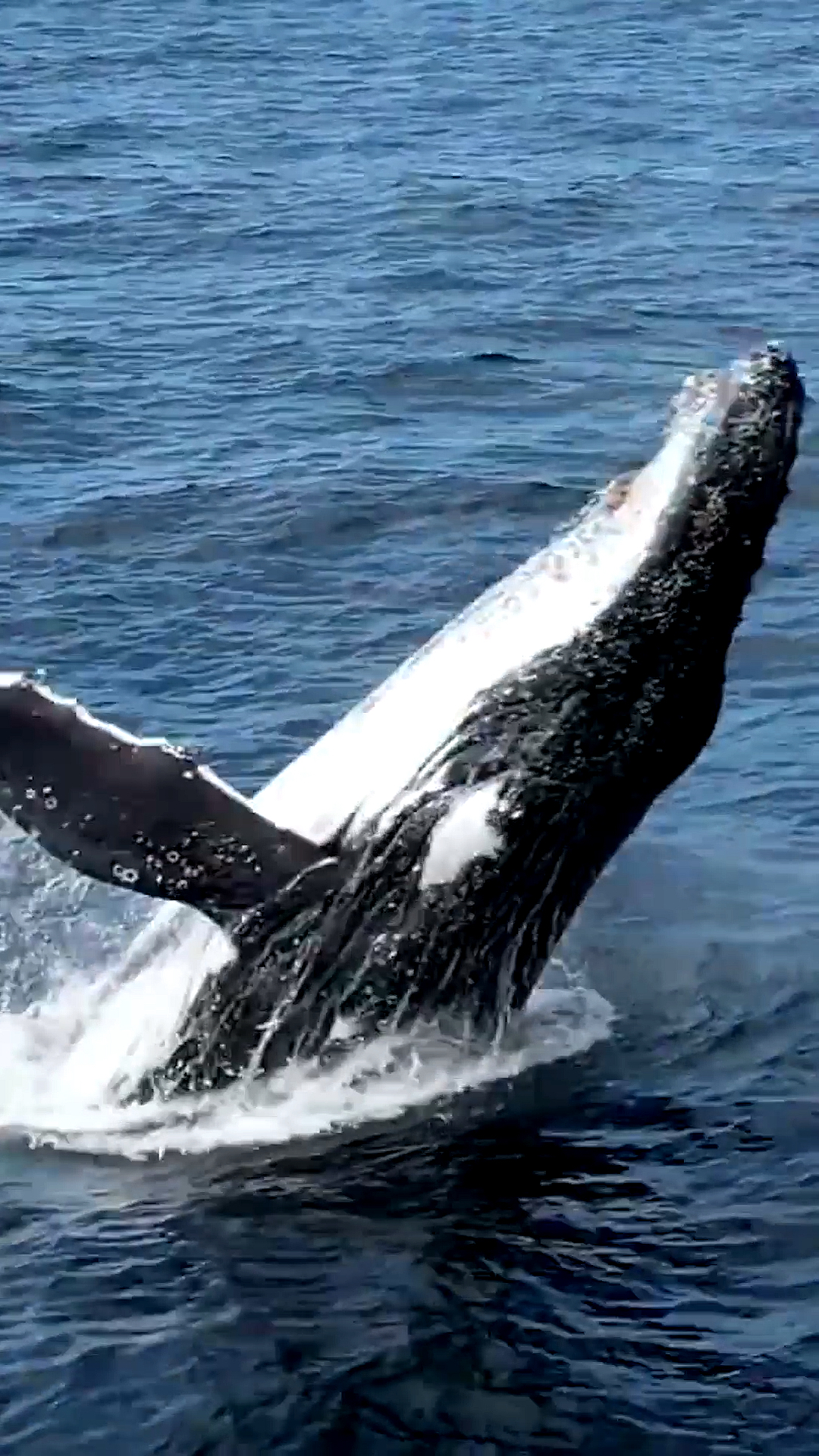 座头鲸#深海座头鲸为了摆脱藤壶的困扰,鲸鱼跃出海面瞬间