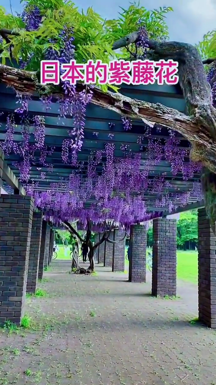 紫藤花寓意紫气东来家宅祥瑞耐寒耐旱南北方都可以栽植,开花浓香型