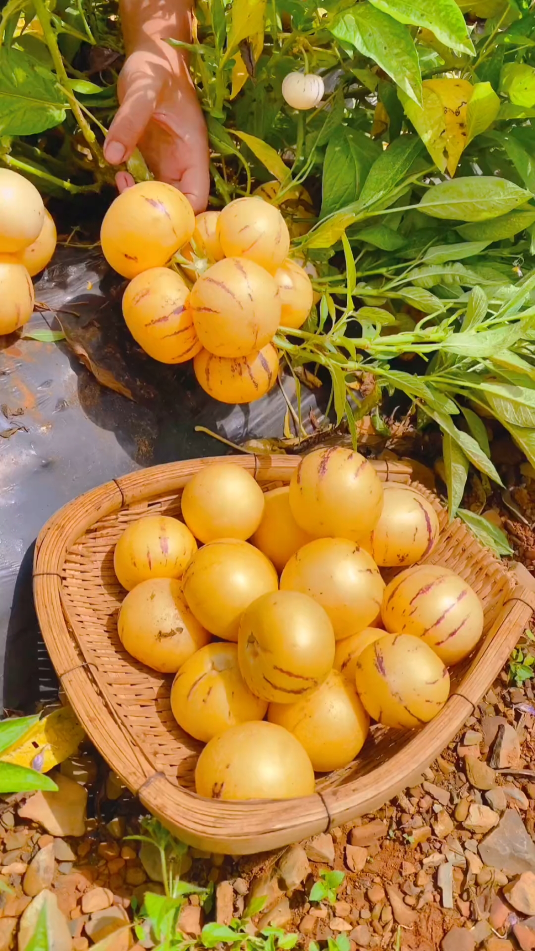 在树上成熟的人参果才好吃,果肉金黄,又香又甜%人参果-度小视