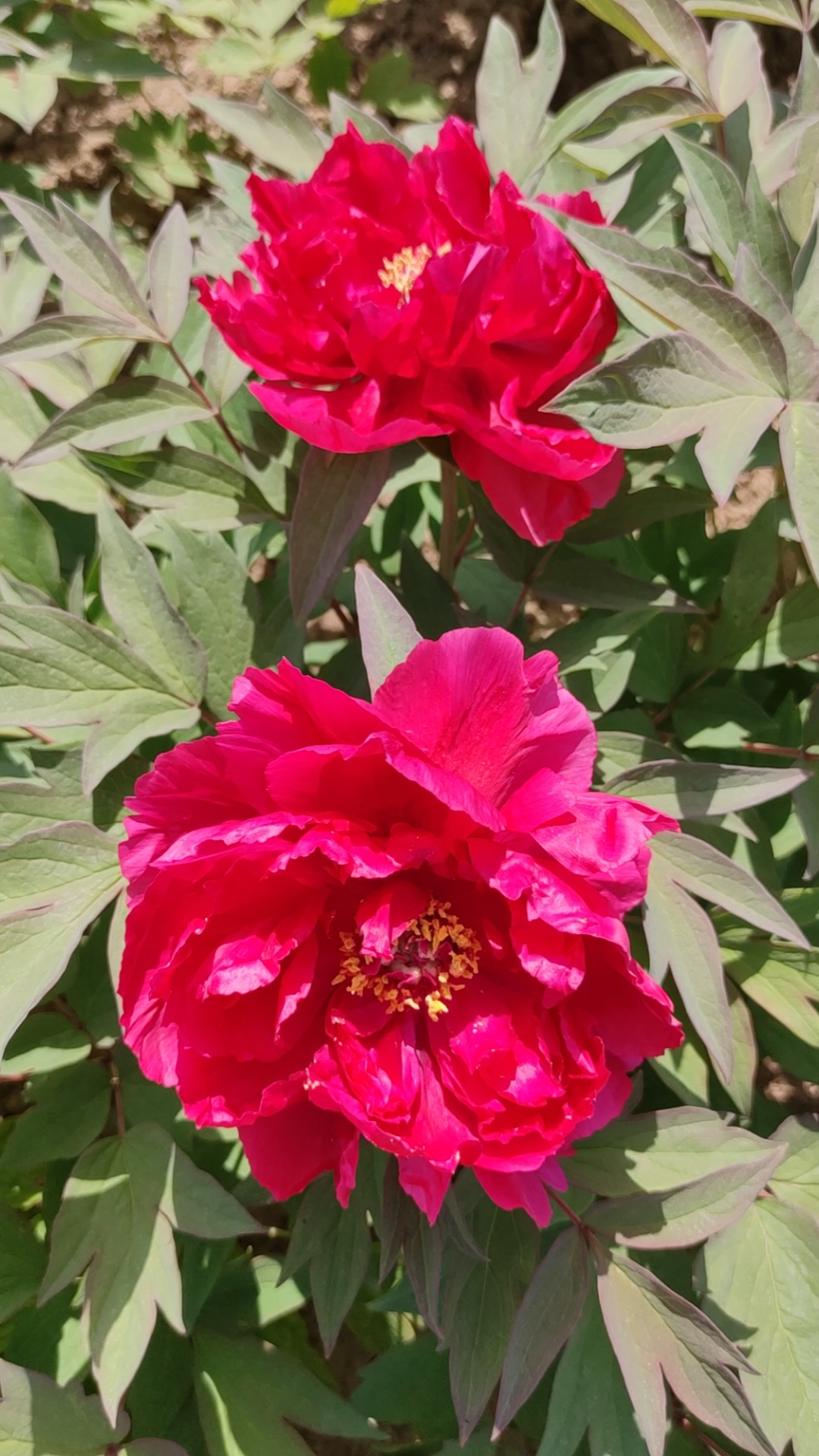 大红色牡丹品种《金丽》