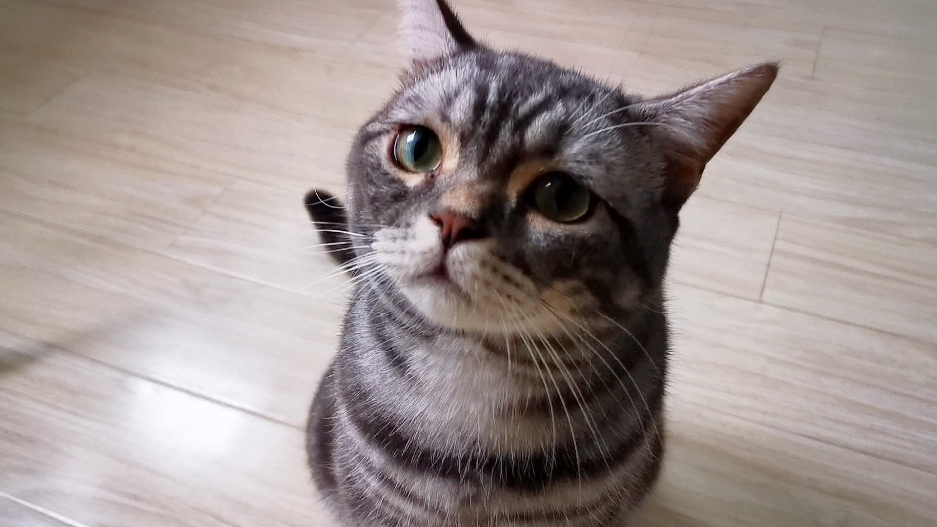 猫#绿茶喵上线了,撒娇卖萌装无辜!