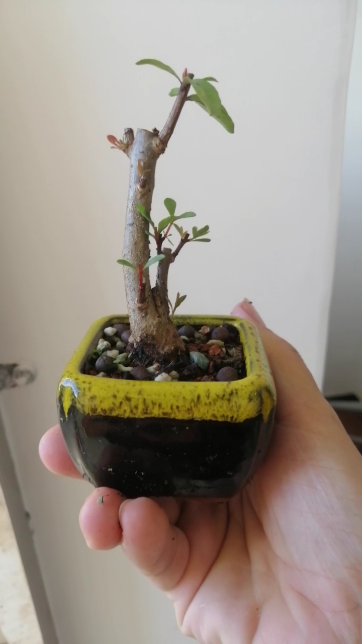盆景#紫玉石榴