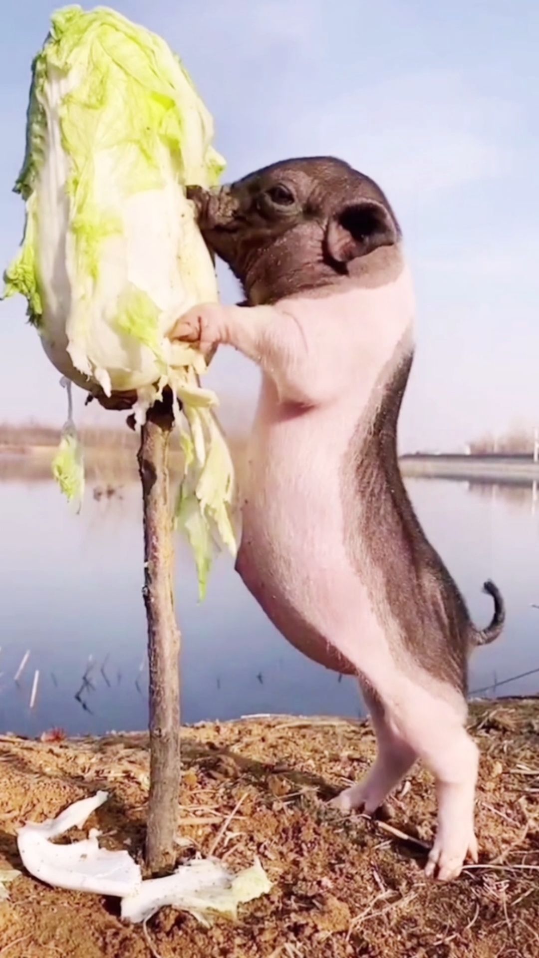 手机摄影#哈哈哈,好白菜都让猪拱了,可不带这样坑人!