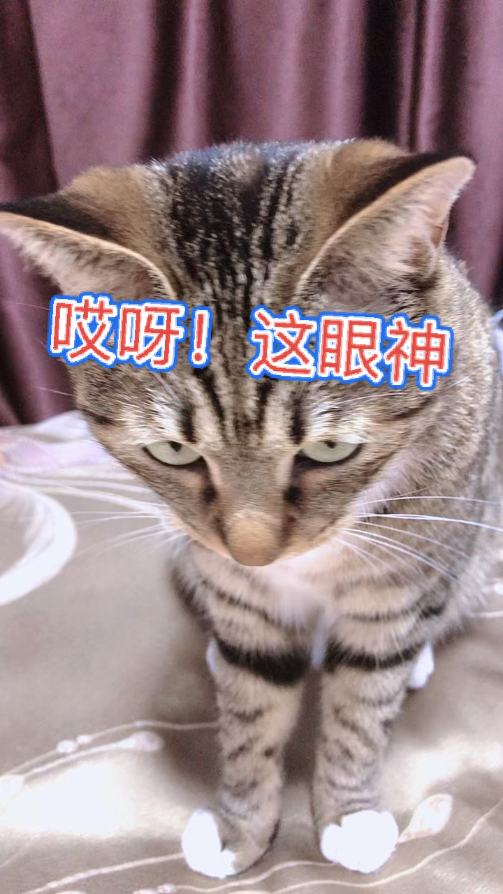 猫咪日记小可爱不愿意的小模样00