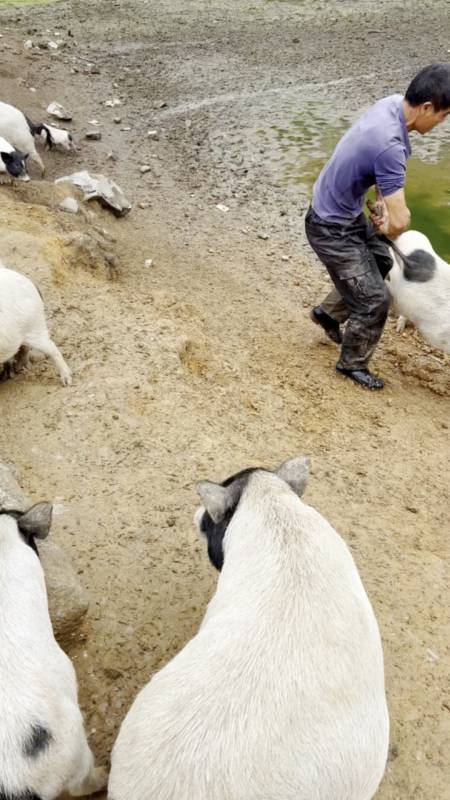 炒瑶土猪腊肠吃着停不下来,连州东陂腊味-度小视