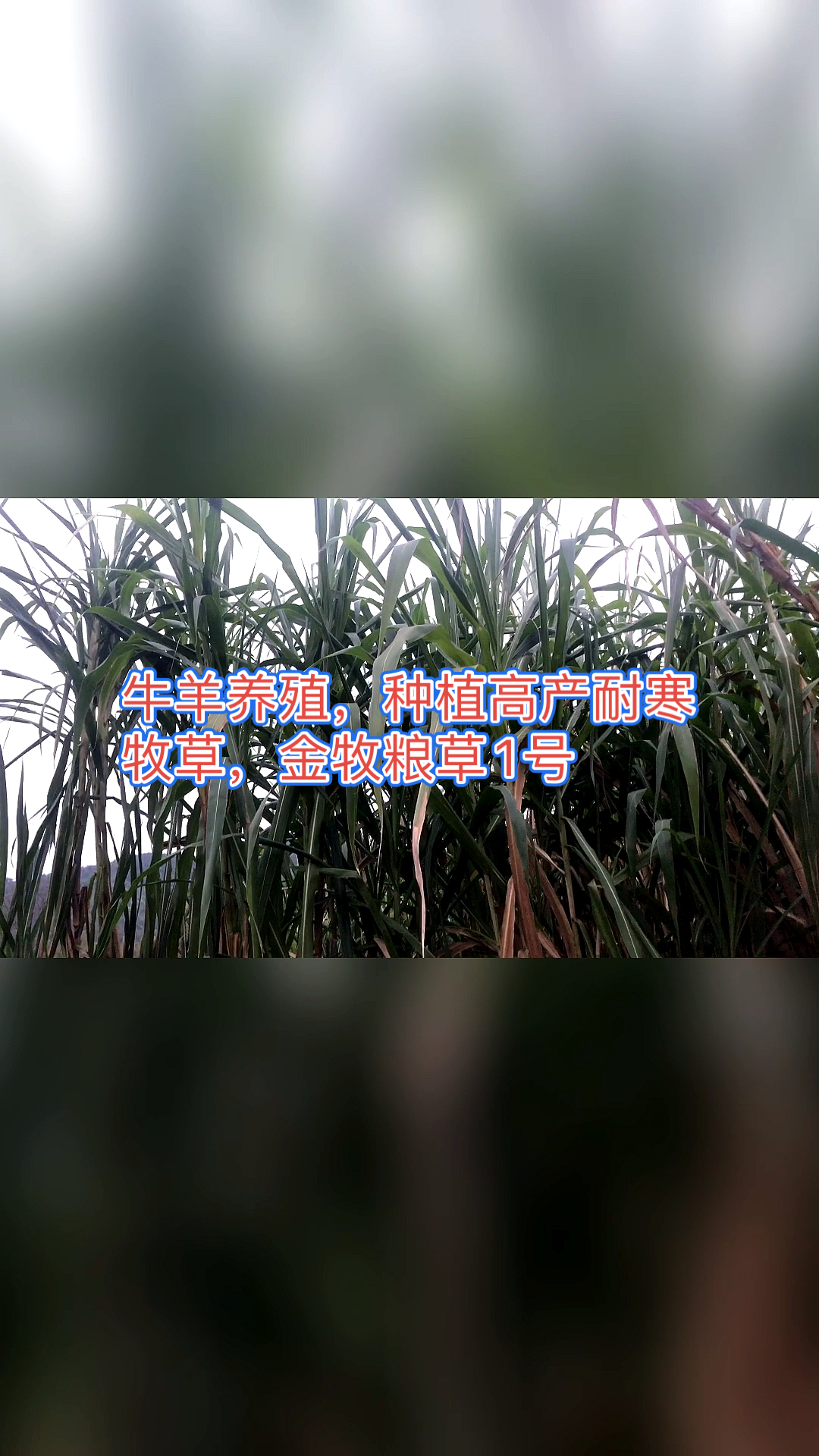 高产牧草种子#牛羊养殖,种植高产耐寒牧草,金牧粮草1号
