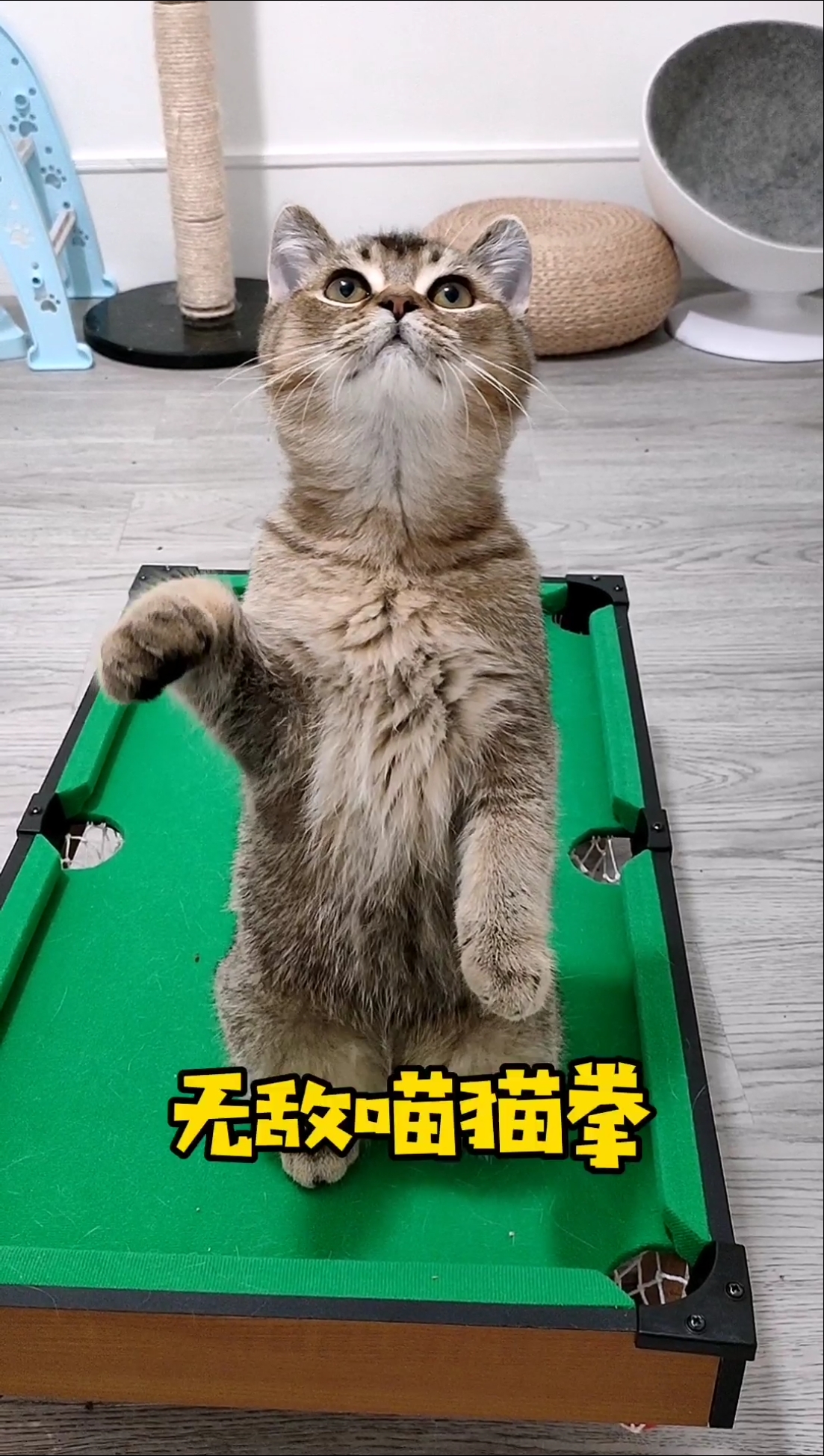 家有萌宠#吃我一记无敌喵喵拳吧!