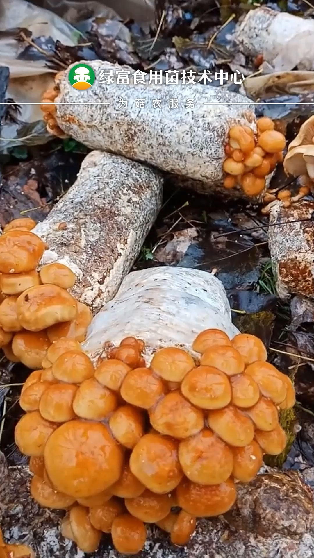 滑子菇滑子菇种植新技术滑子菇最新栽培技术滑子菇种植技术与病害防治