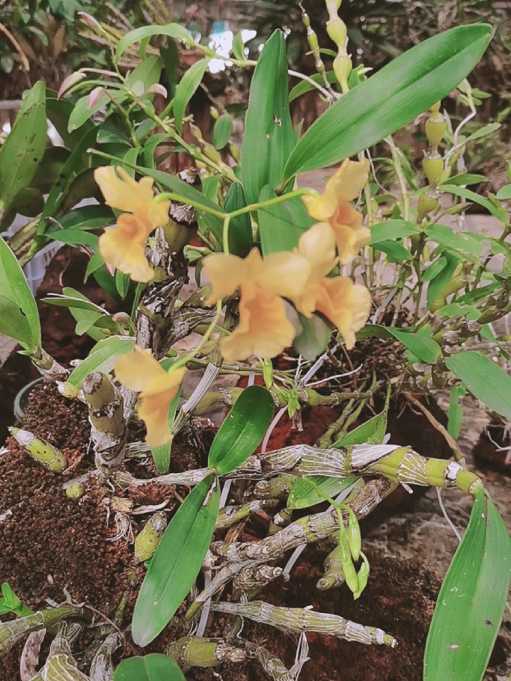 石斛记#短棒石斛开了一串花