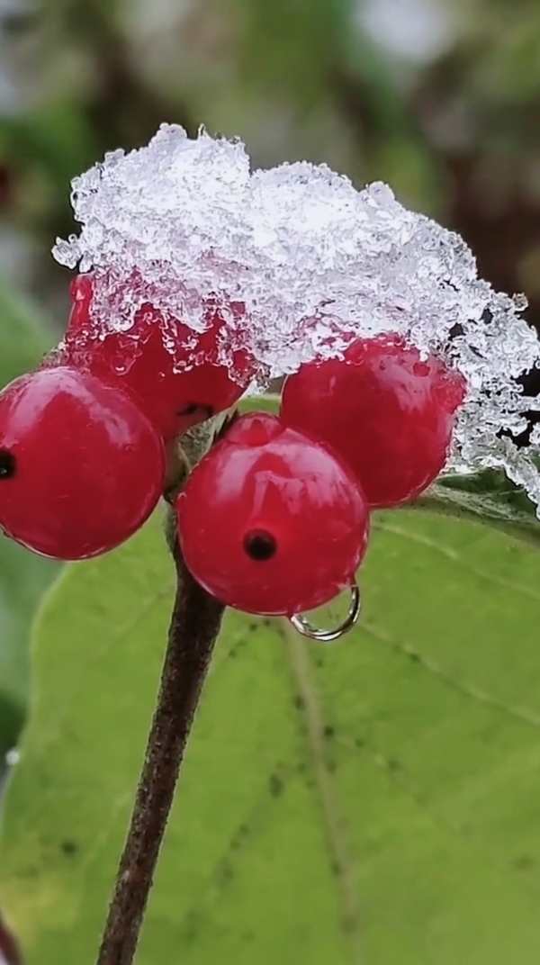 家花野花鲜花正宗的大自然冰糖葫芦