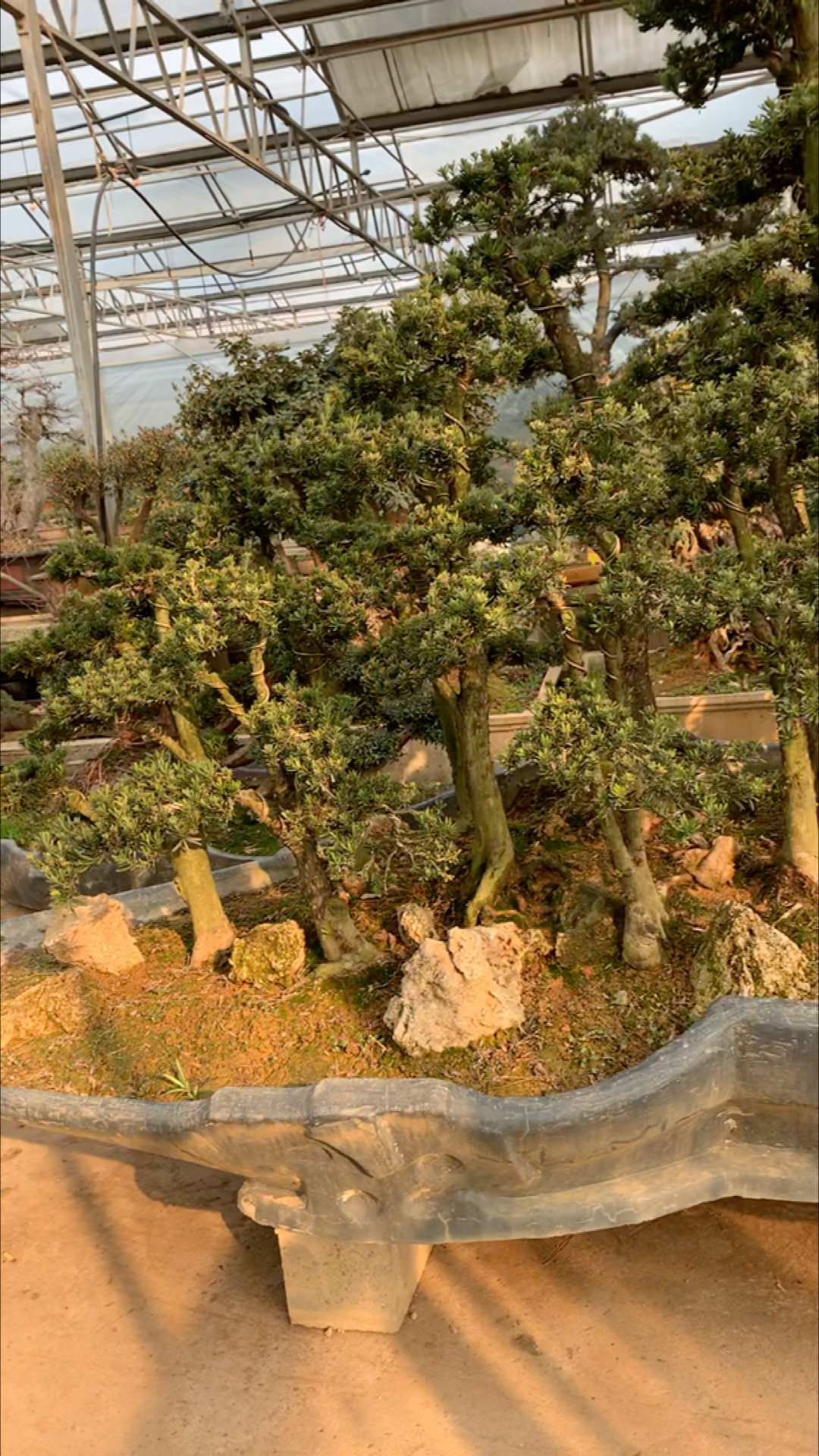 丛林造型米叶罗汉松盆景