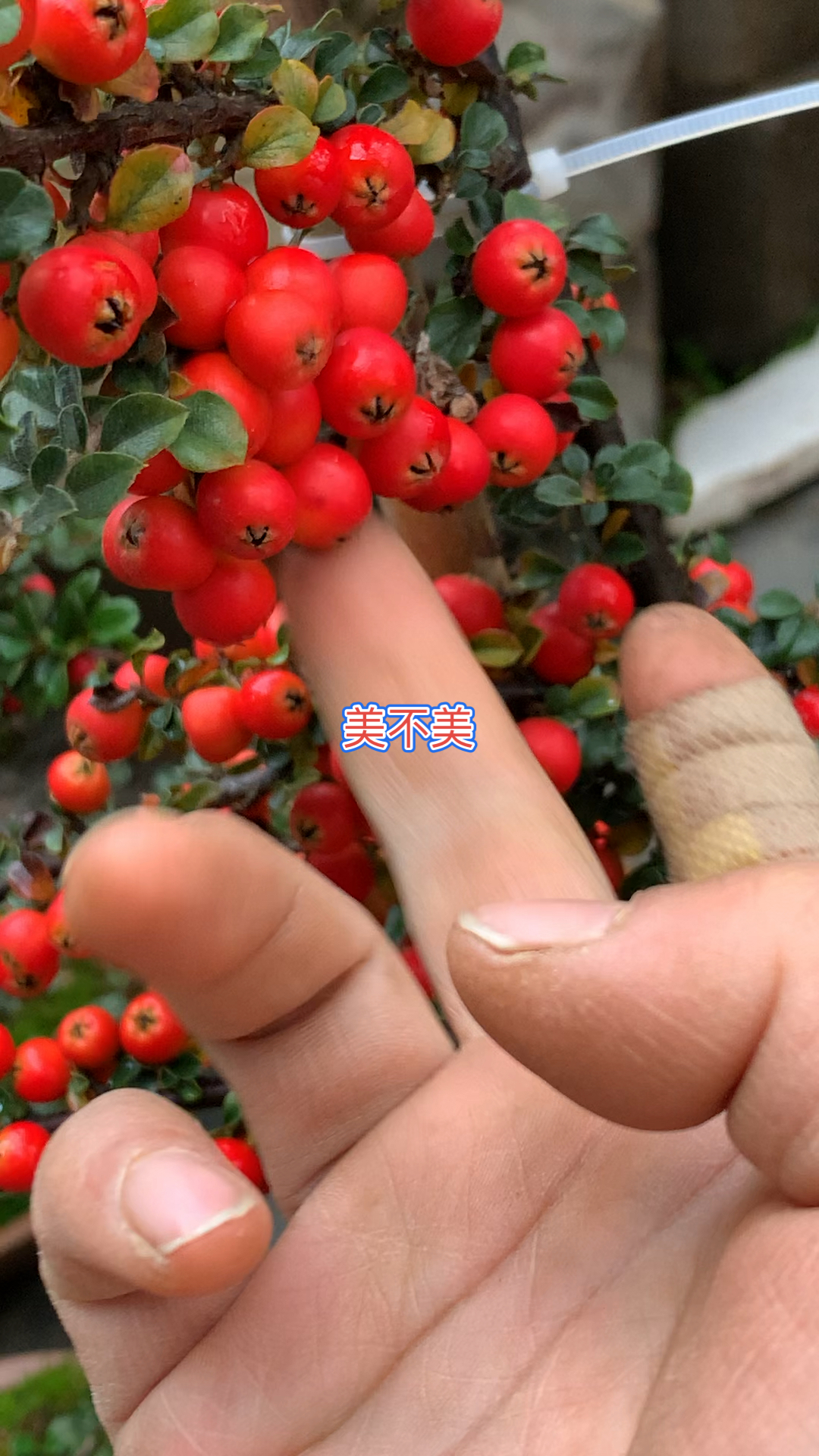 感谢全民我要上热门#荀子西施大果,红红火火,美不美