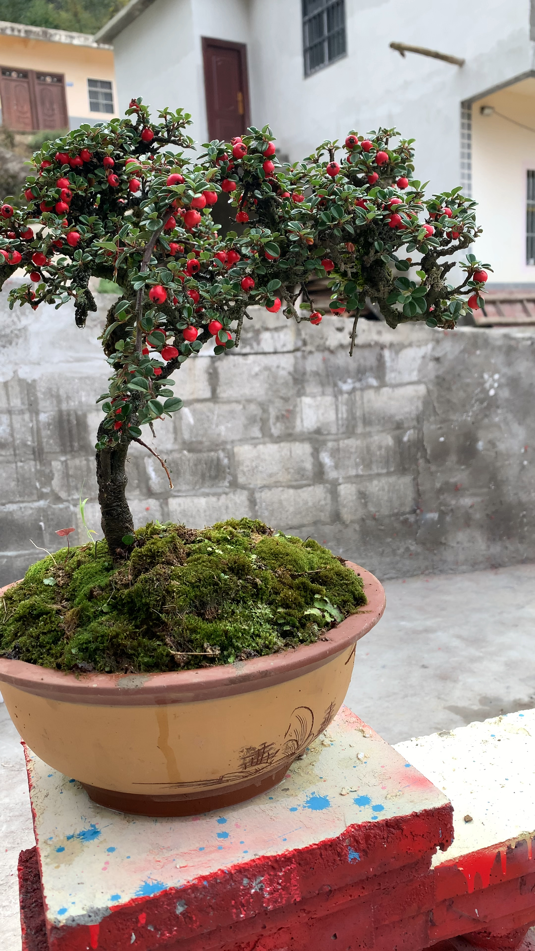 珍珠白花大果荀子