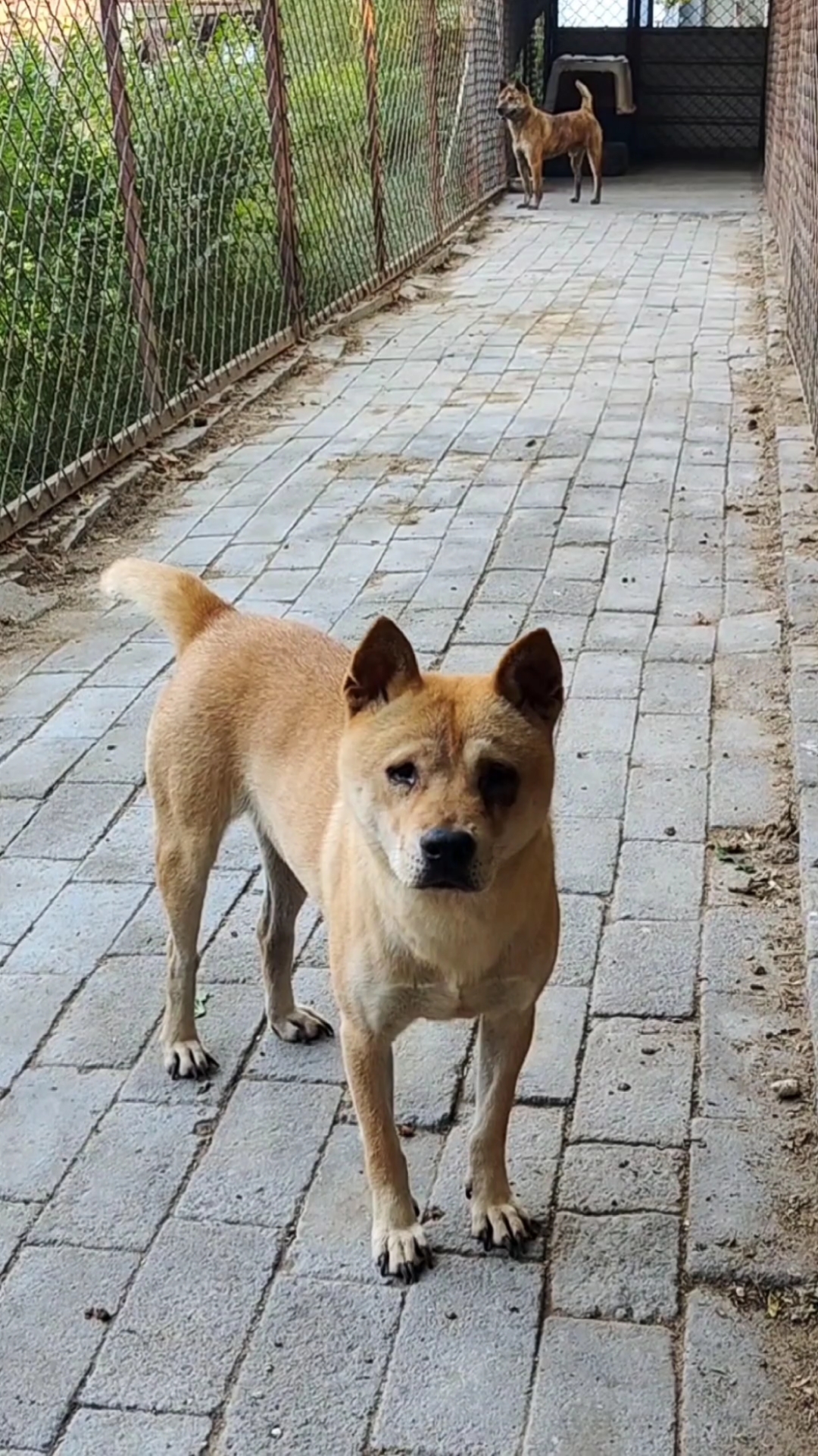 广西土猎犬祖籍广西的美女十三姨广西土猎的经典色搭配全黑舌