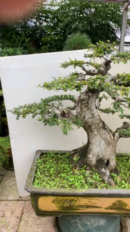 家养榆树年年有余榆树寓意非常好