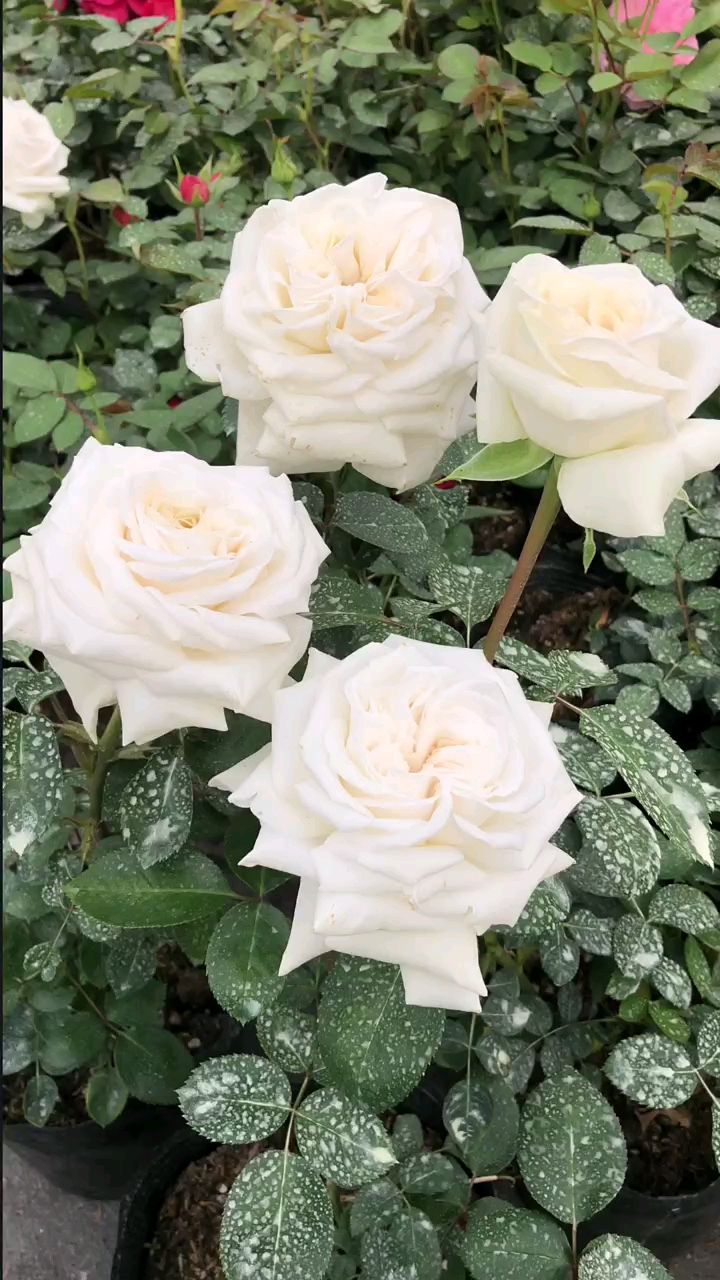 白色大花欧月珍妮莫罗