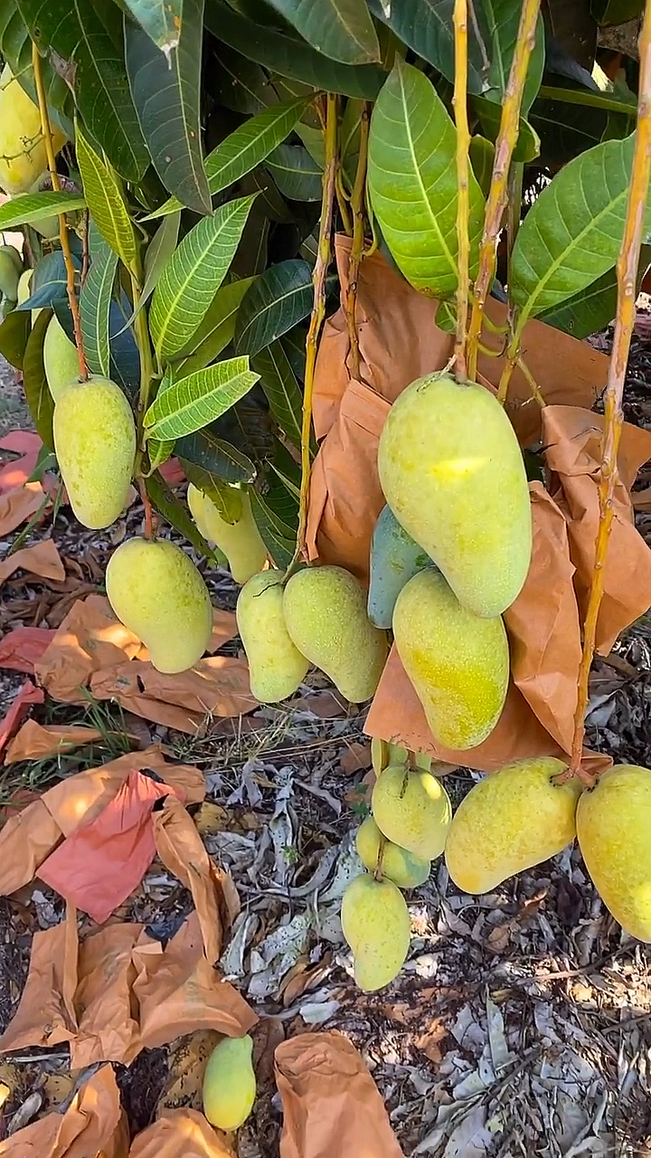 为水果点赞#树上熟的金煌芒!