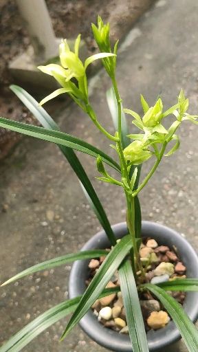 兰花小站#建兰翠玉牡丹