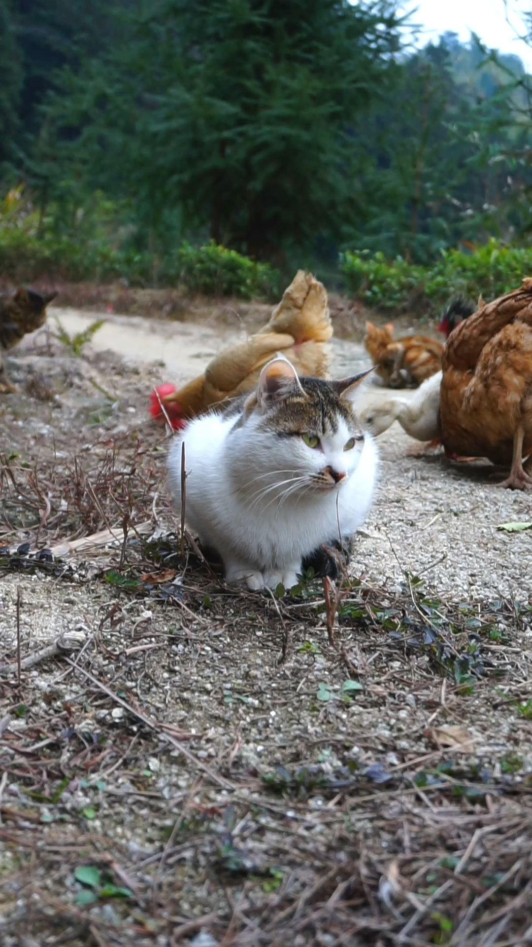 雪狸:你们都在吃什么啊有那么好吃吗