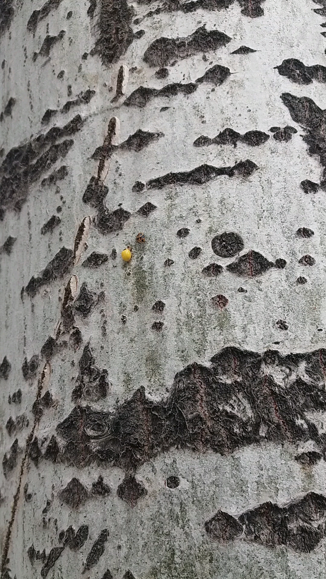 抓住夏天#瓢虫刚刚蜕皮出来,身体颜色嫩黄嫩黄的