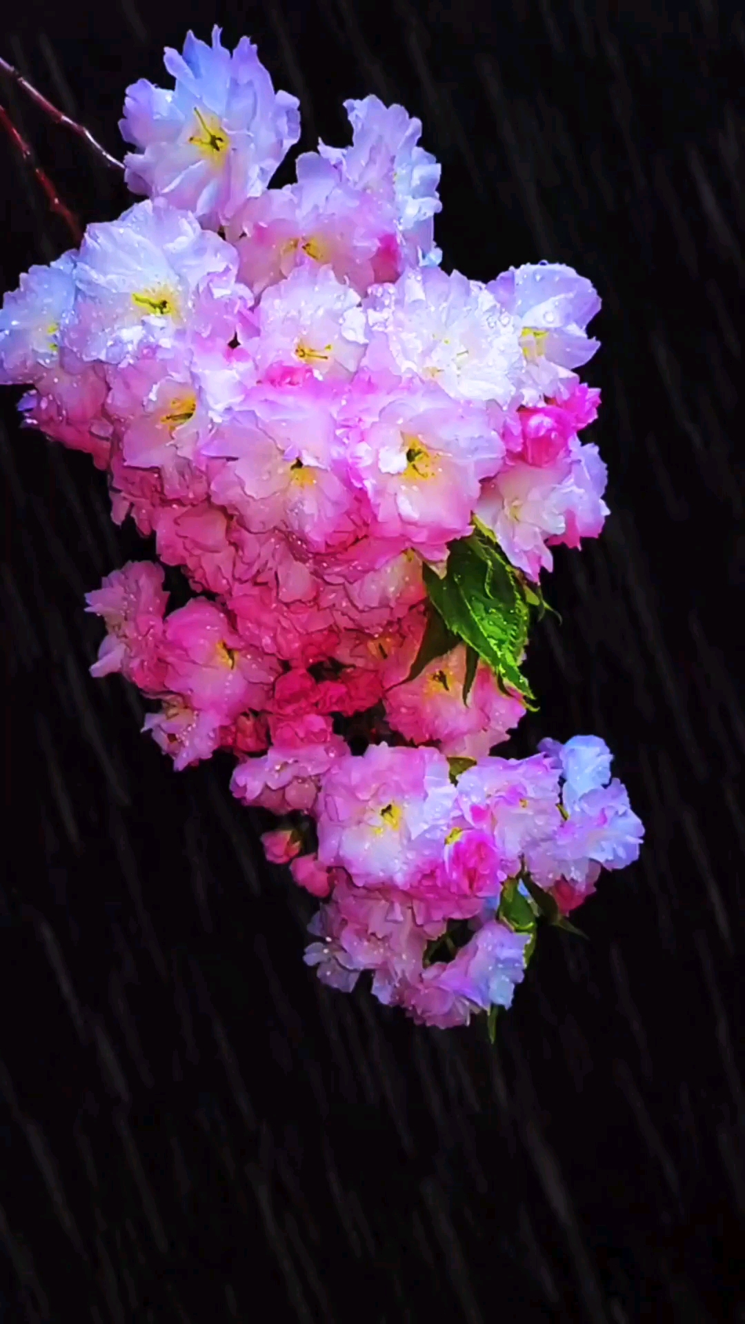 手机摄影#雨中绽放的花朵